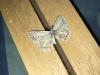 294250 – Photo : Limenitis78 – France (34)