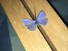 294251 – Photo : Limenitis78 – France (34)