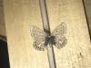 294915 – Photo : Limenitis78 – France (83)