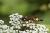 294701 – Photo : Marc Solari – France (68)