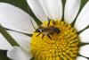 294985 – Photo : Thierry Madigou – France (35)