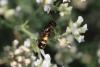 294451 – Photo : Henri Savina – France (11)