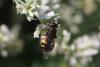 294452 – Photo : Henri Savina – France (11)