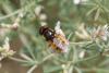 294458 – Photo : Henri Savina – France (11)