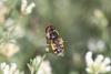 294453 – Photo : Henri Savina – France (11)