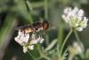 294454 – Photo : Henri Savina – France (11)