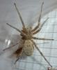 Zoropsis spinimana