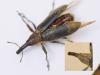 Lixus sp.