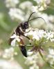 294827 – Photo : Catherine Reymonet-Smitten – France (19)