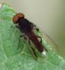 Callomyia speciosa