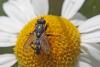 294515 – Photo : Marc Solari – France (68)