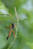 294720 – Photo : Marc Solari – France (68)