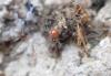 294440 – Photo : Guénael Hallart – France (02)