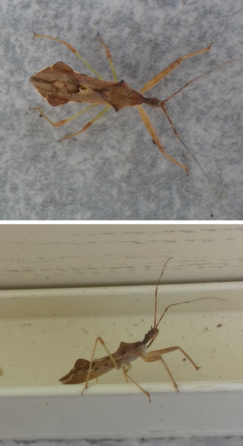 Maryse Laval - Nagusta goedelii - réf. 294327 (816 x 1500 pixels, 200 ko)