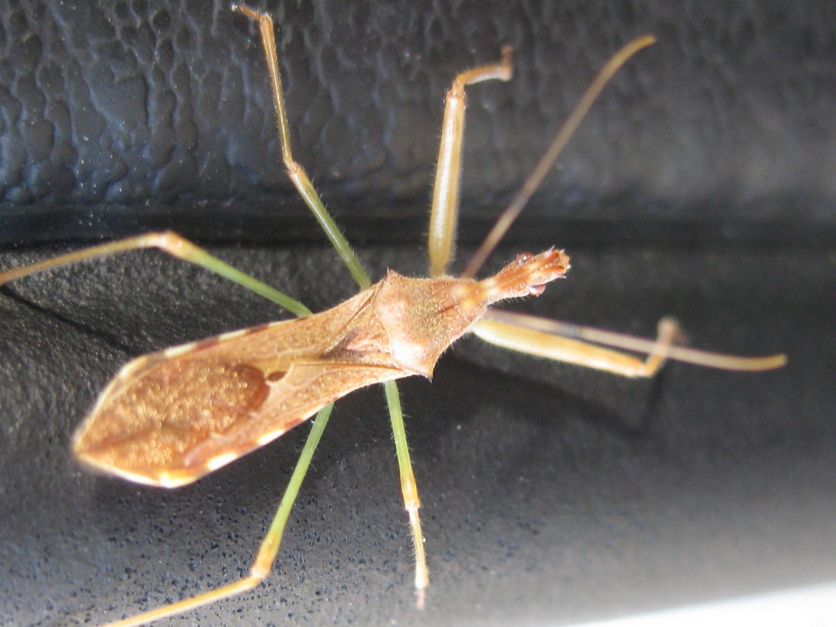 Maryse Laval - Nagusta goedelii - réf. 294328 (1200 x 900 pixels, 216 ko)