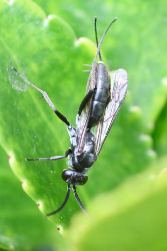 Réf. 295 552 : Episyron sp.