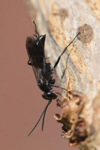 Agenioideus sericeus