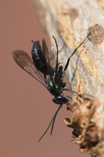 Agenioideus sericeus