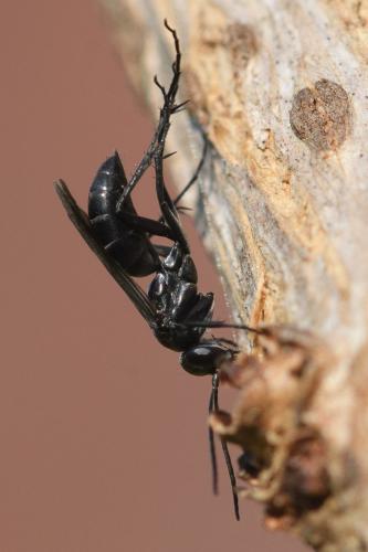 Agenioideus sericeus