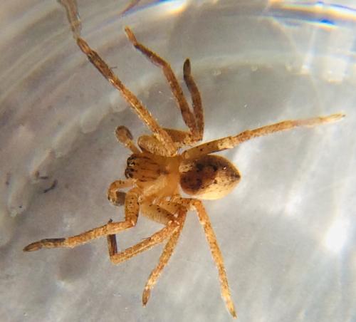 Olios argelasius