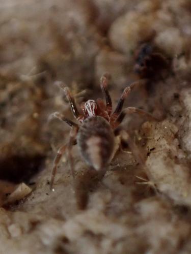 Marilynia bicolor