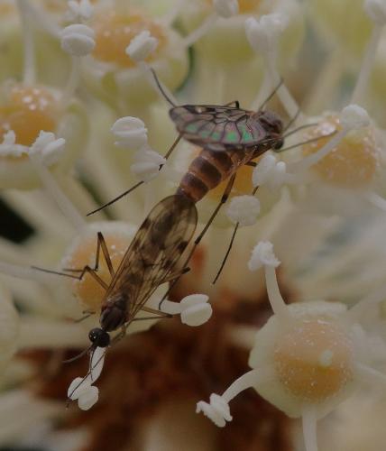 Sylvicola sp.