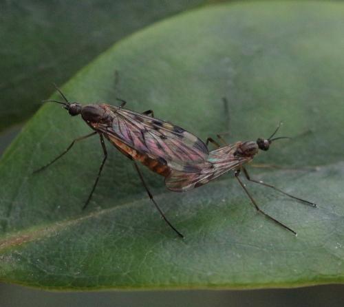 Sylvicola sp.