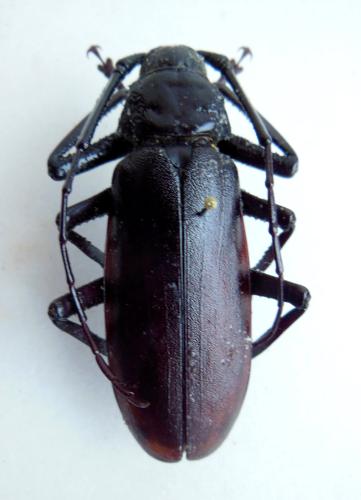 Réf. 295 024 : Macrotoma sp.