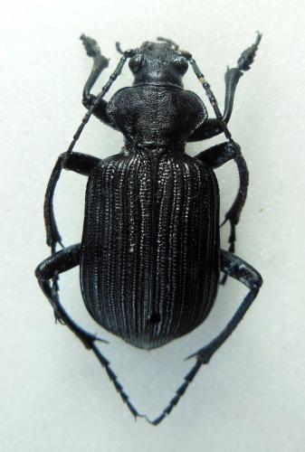 Calosoma planicolle