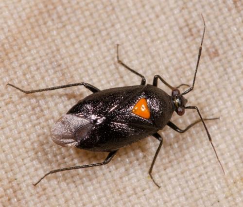Réf. 295 914 : Deraeocoris scutellaris
