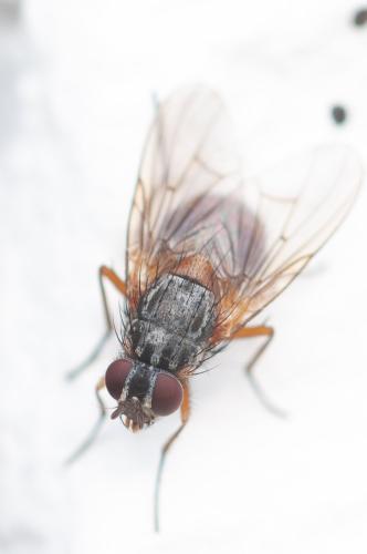 Réf. 295 973 : Phaonia subventa
