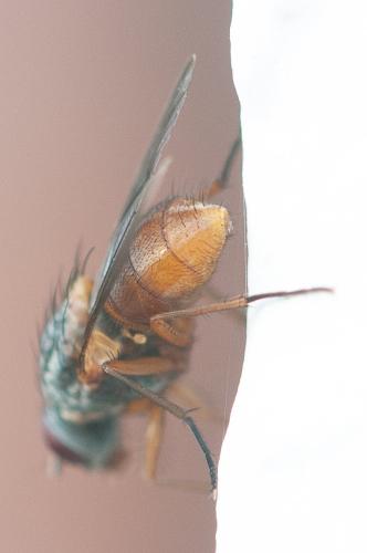 Phaonia subventa