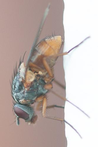 Phaonia subventa