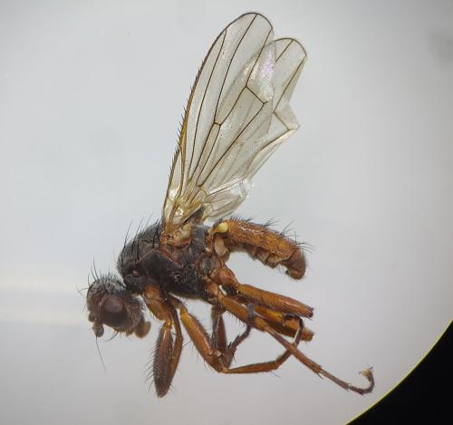 Réf. 295 594 : Tephrochlamys sp.