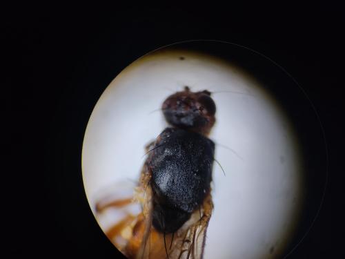 Tephrochlamys sp.
