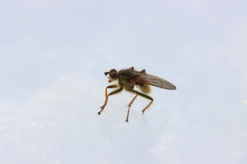 Scathophaga stercoraria