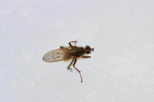 Scathophaga stercoraria