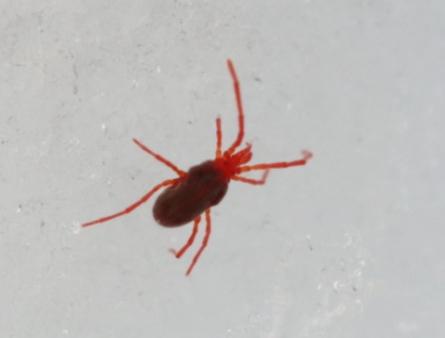 Podothrombium sp.