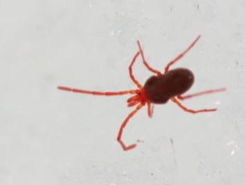 Podothrombium sp.