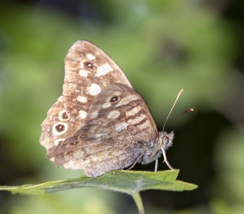 Pararge aegeria