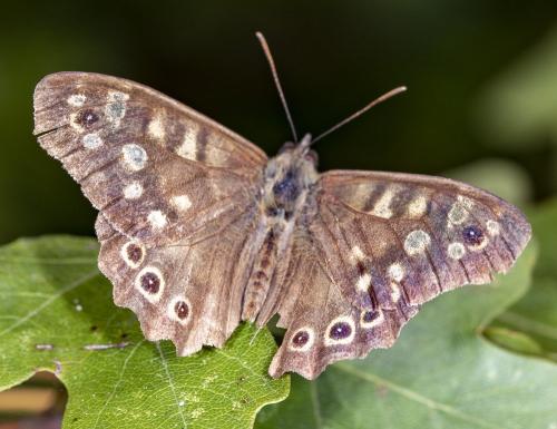 Pararge aegeria
