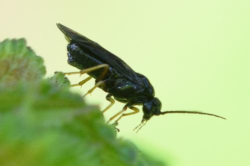 Réf. 295 629 : Priophorus rufipes