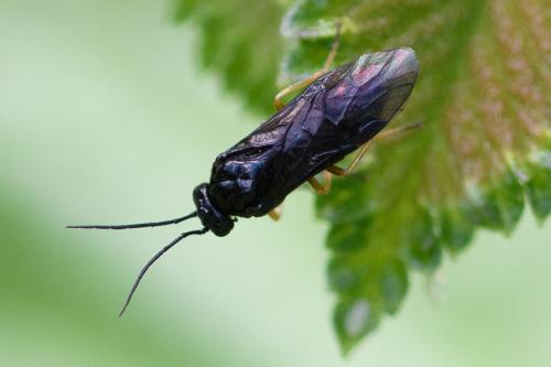 Réf. 295 628 : Priophorus rufipes