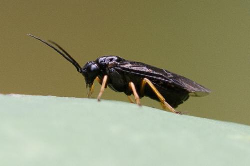 Réf. 295 627 : Priophorus rufipes