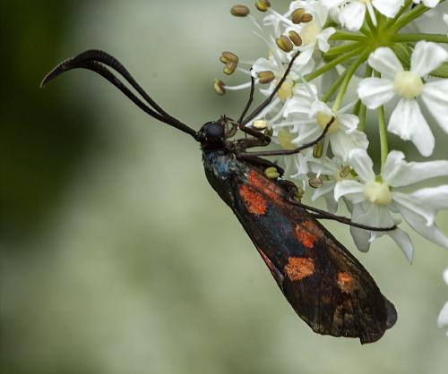 Réf. 295 848 : Zygaena filipendulae