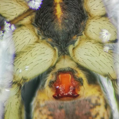 Pardosa torrentum