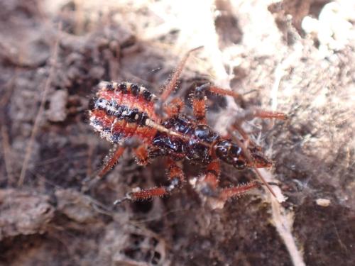 Réf. 295 080 : Rhynocoris sp.