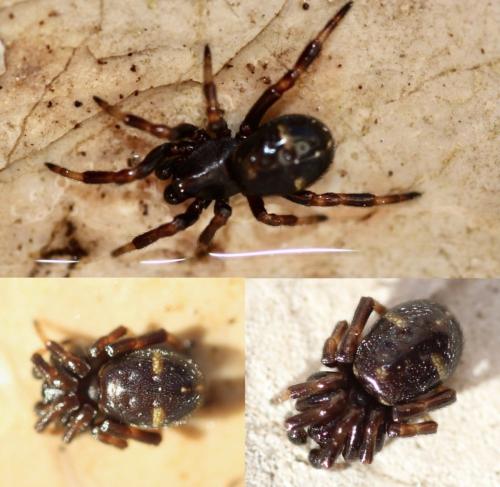 Asagena phalerata