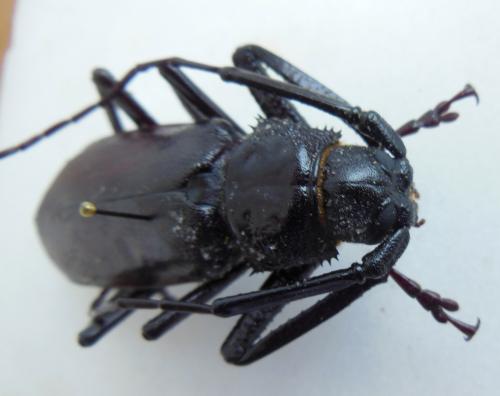 Réf. 295 025 : Macrotoma sp.