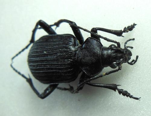 Calosoma planicolle